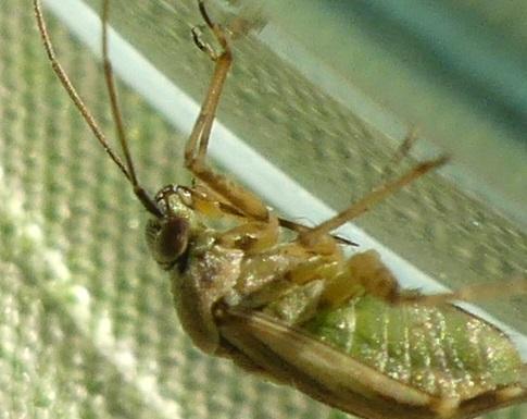 Polymerus cognatus